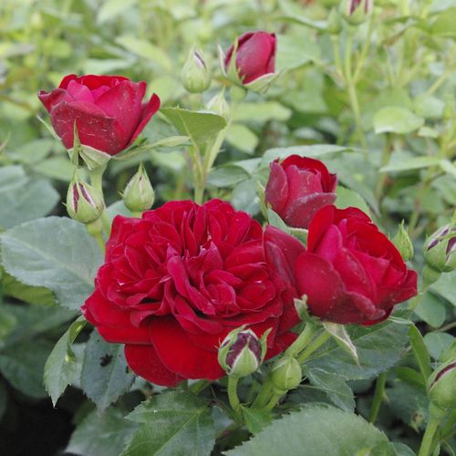 Rojo vino tinto - Árbol de Rosas Floribunda - rosal de pie alto- forma de corona tupida